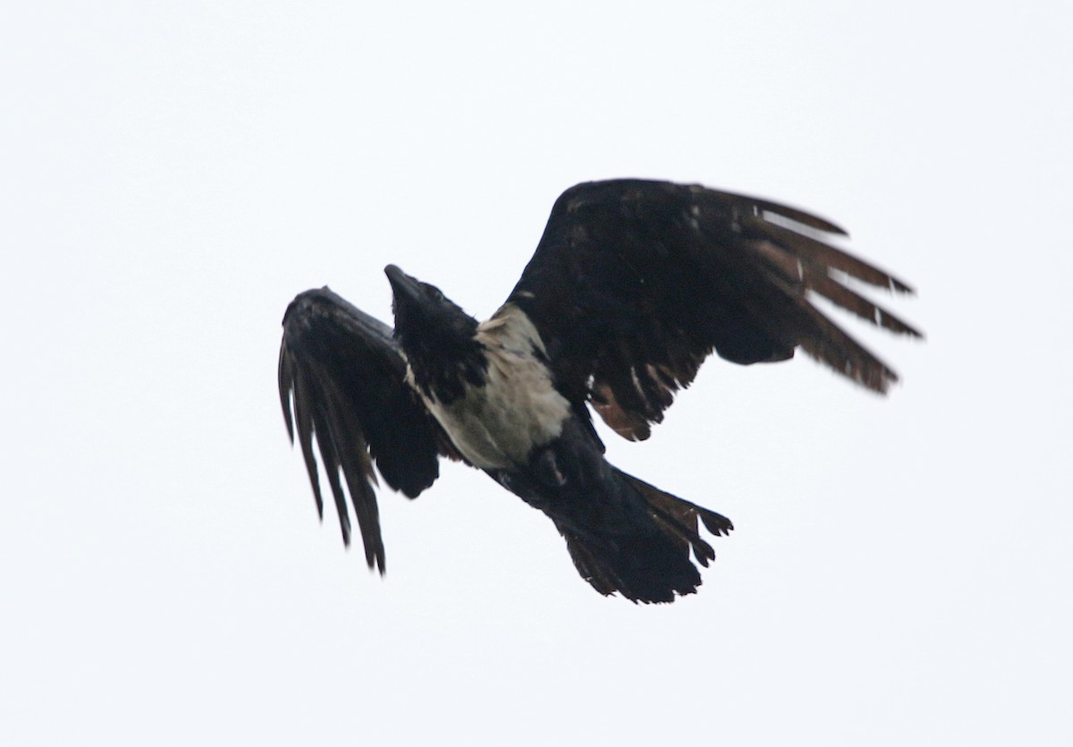 Pied Crow - ML613712926