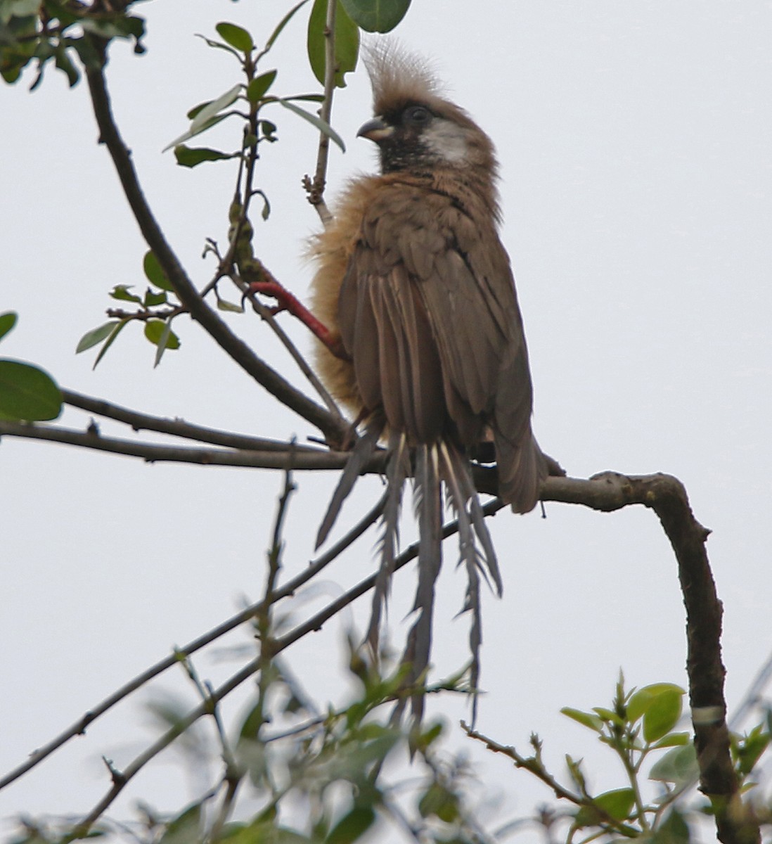 Pájaro Ratón Común - ML613712928