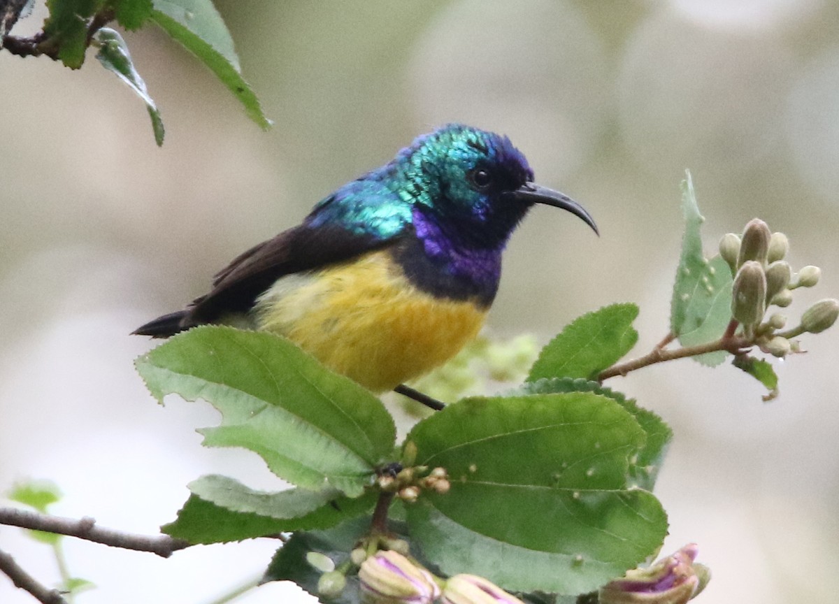 Variable Sunbird - ML613712947