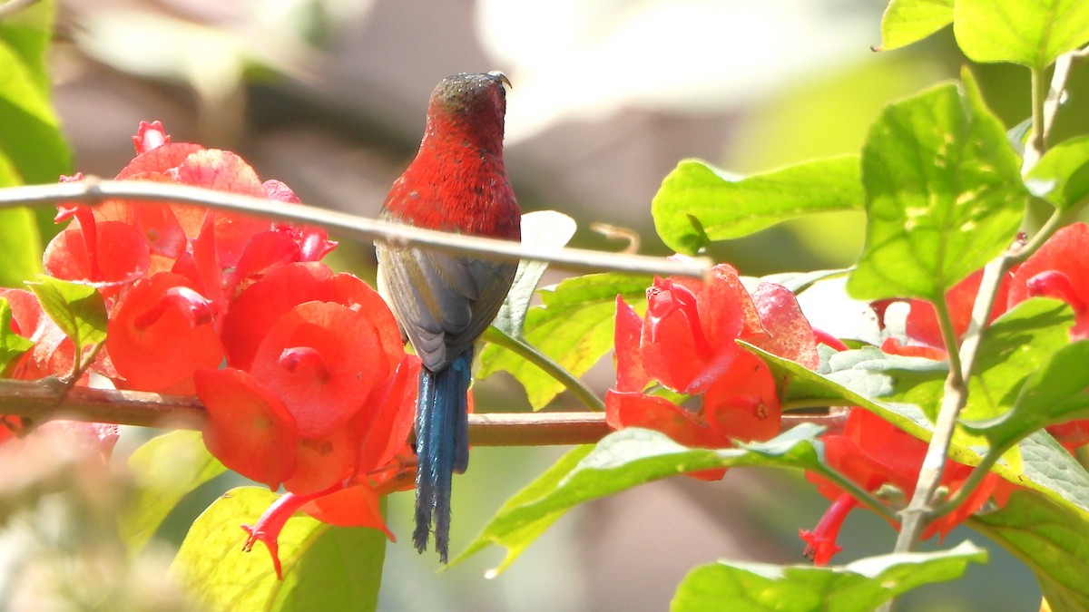 Crimson Sunbird - ML613713003