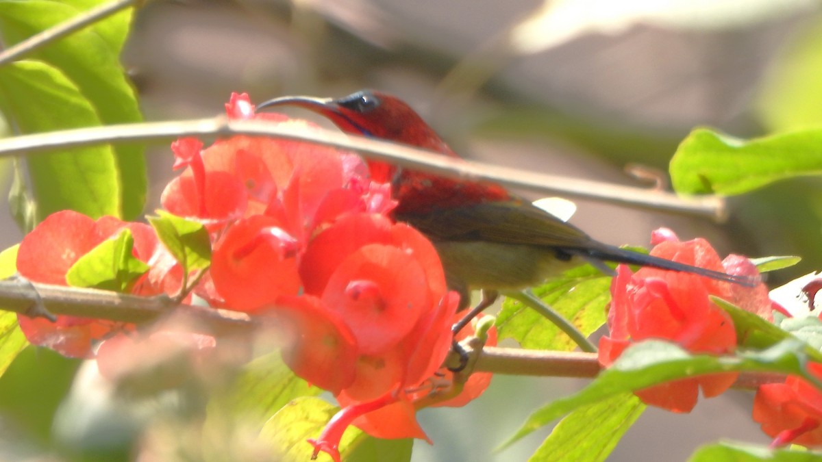 Crimson Sunbird - ML613713005