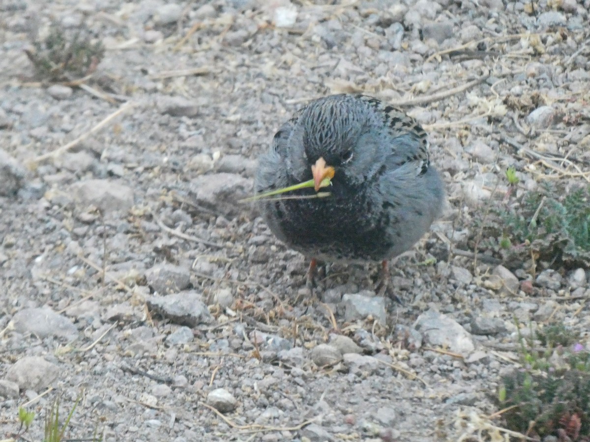 Mourning Sierra Finch - ML613713014