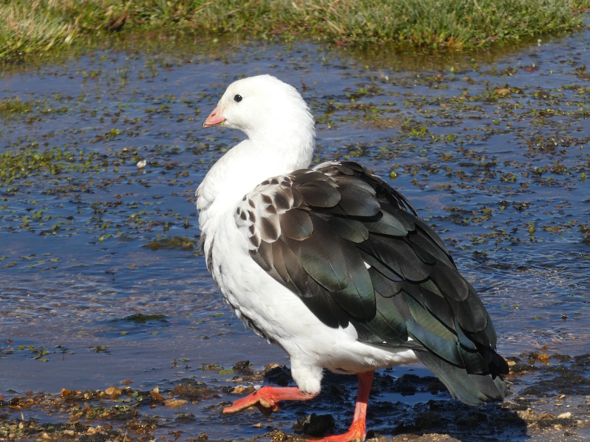 husice andská - ML613713036