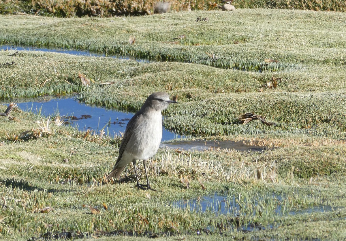 White-fronted Ground-Tyrant - ML613713062