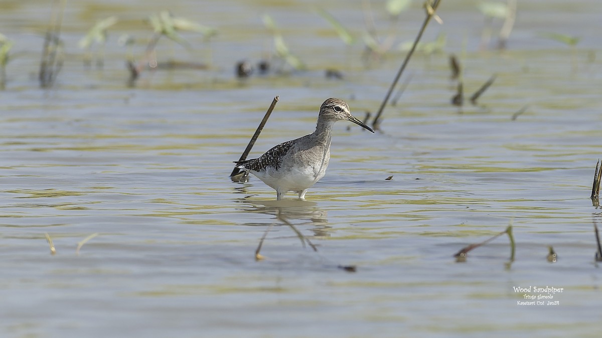 Wood Sandpiper - Kenneth Cheong