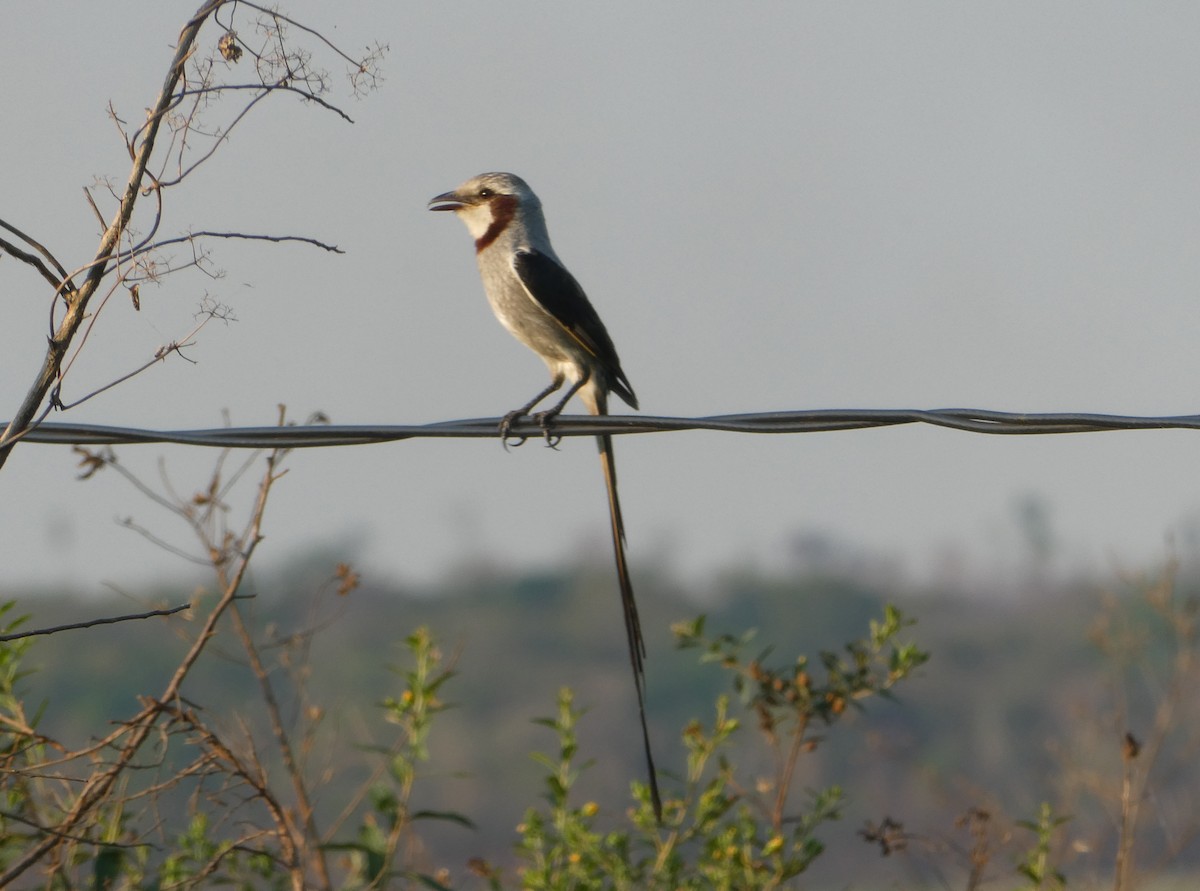 Streamer-tailed Tyrant - ML613713084