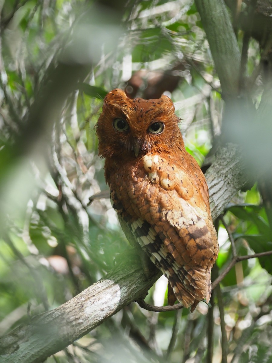 Sokoke Scops-Owl - ML613713089