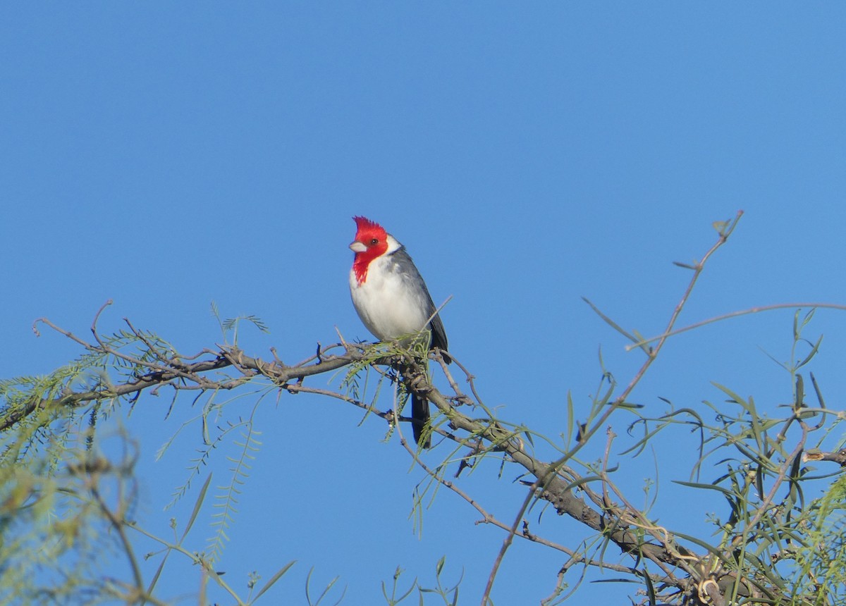 Red-crested Cardinal - ML613713126