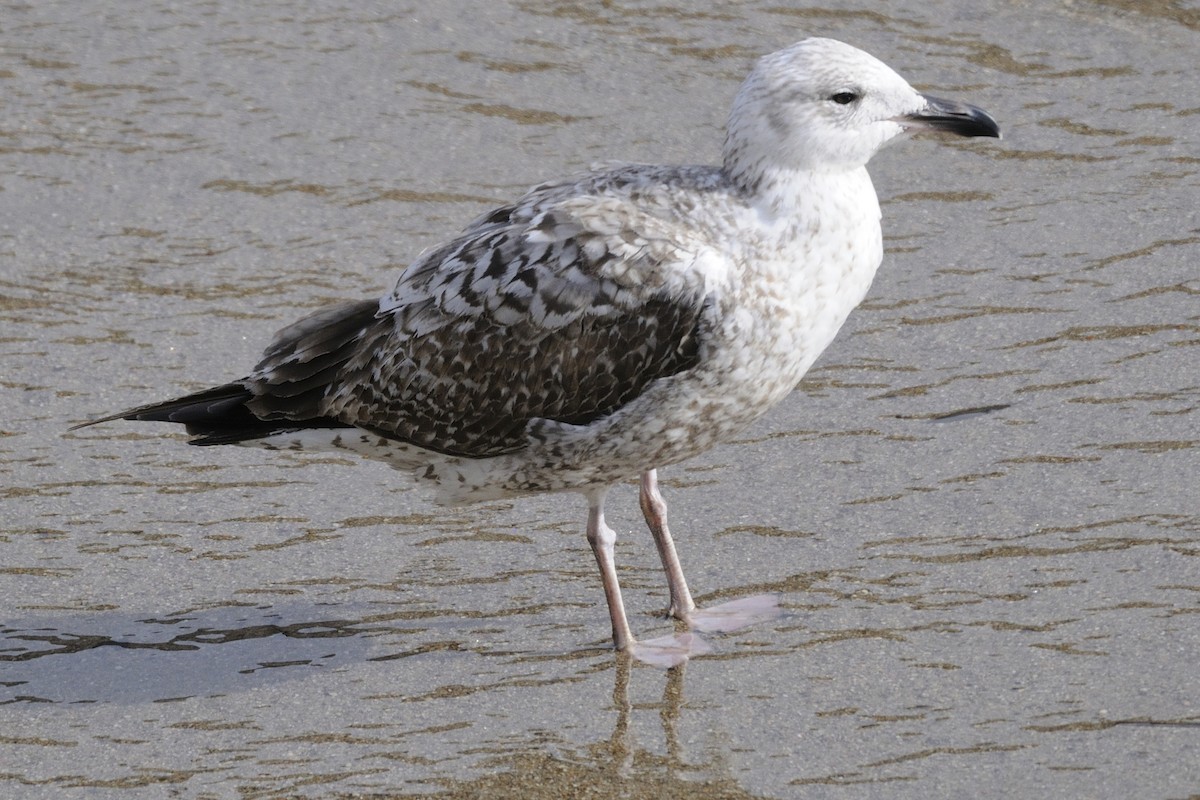 Yellow-legged Gull - ML613713152