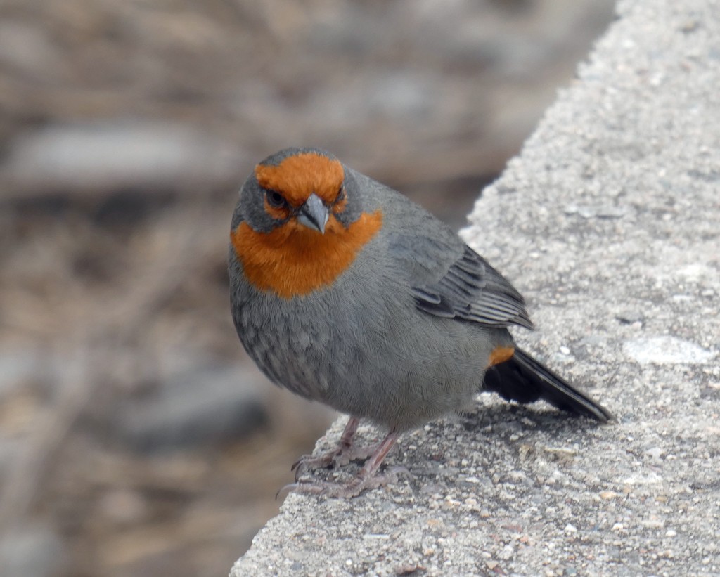 Tucuman Mountain Finch - ML613713154