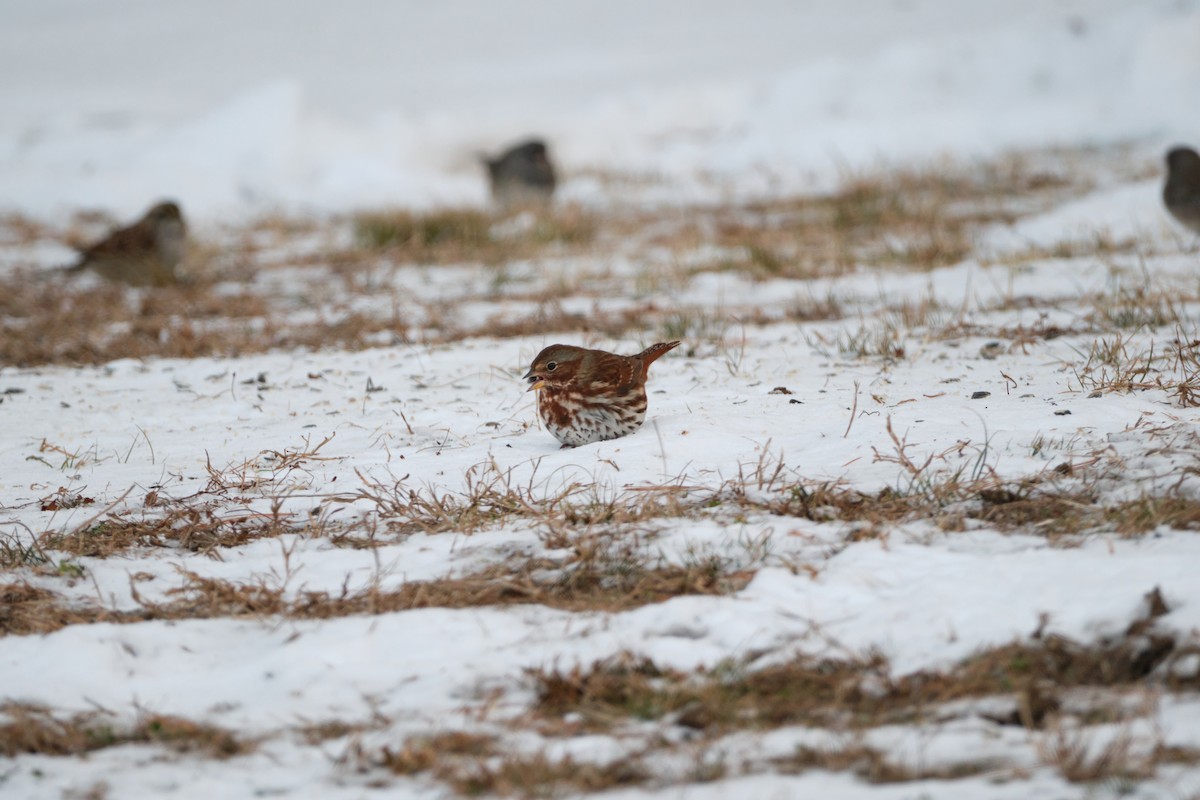 Fox Sparrow (Red) - ML613713169