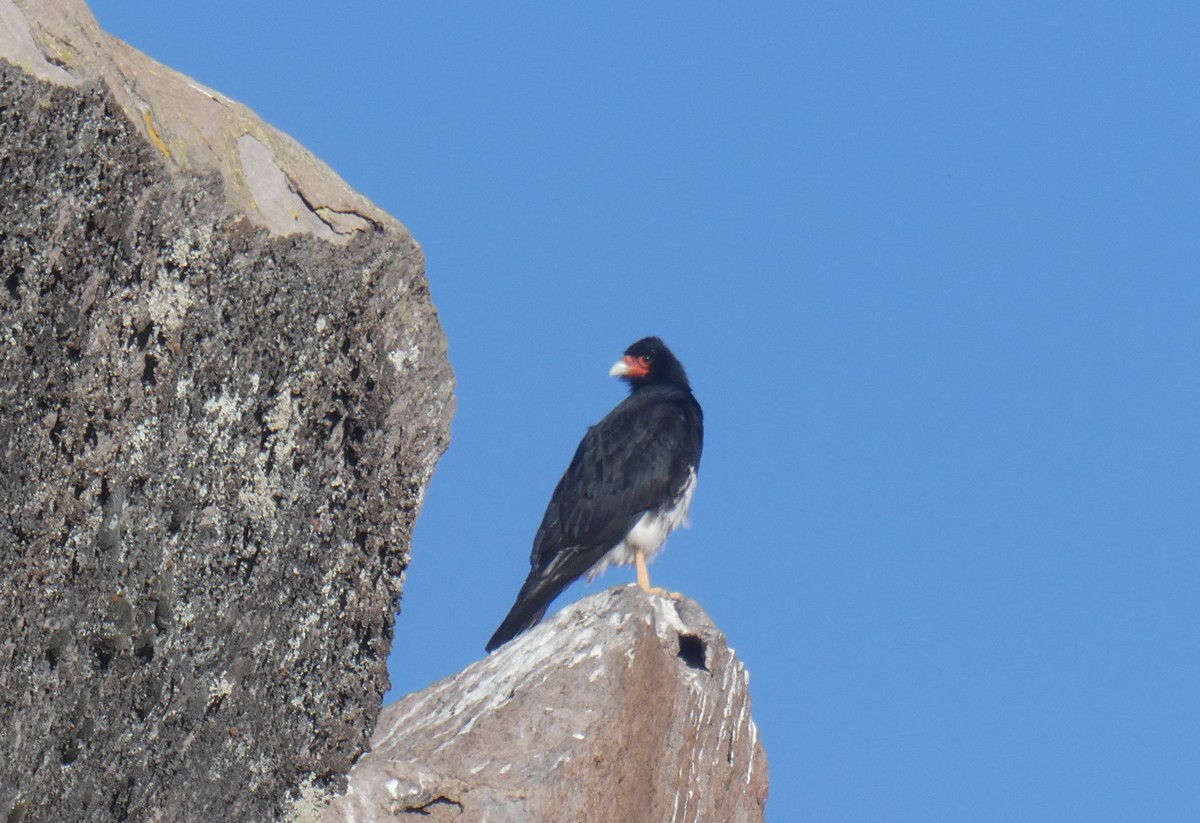 čimango horský - ML613713190