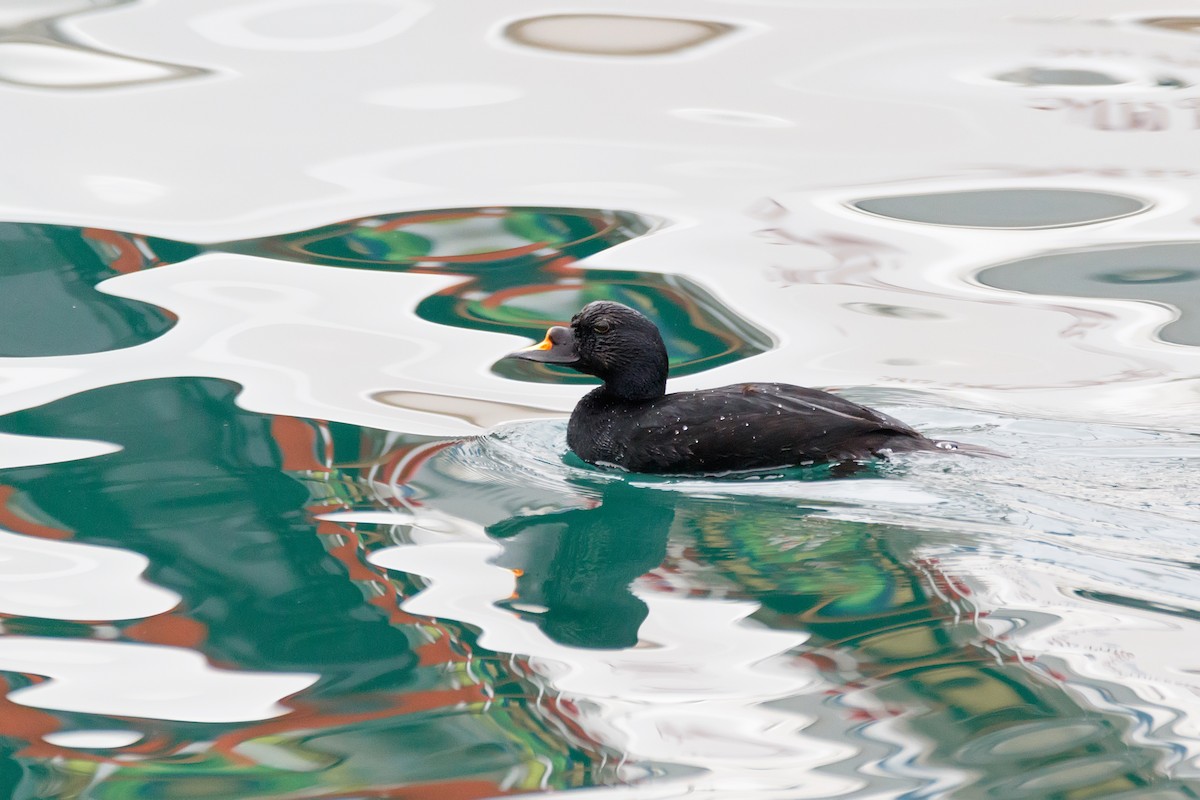 Common Scoter - ML613713199