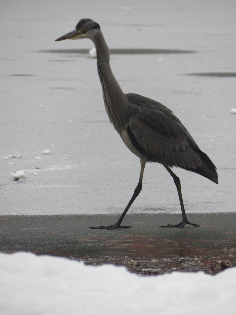 Gray Heron - ML613713216