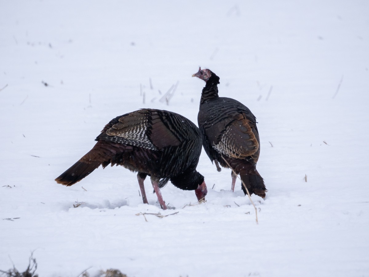 Wild Turkey - ML613713229