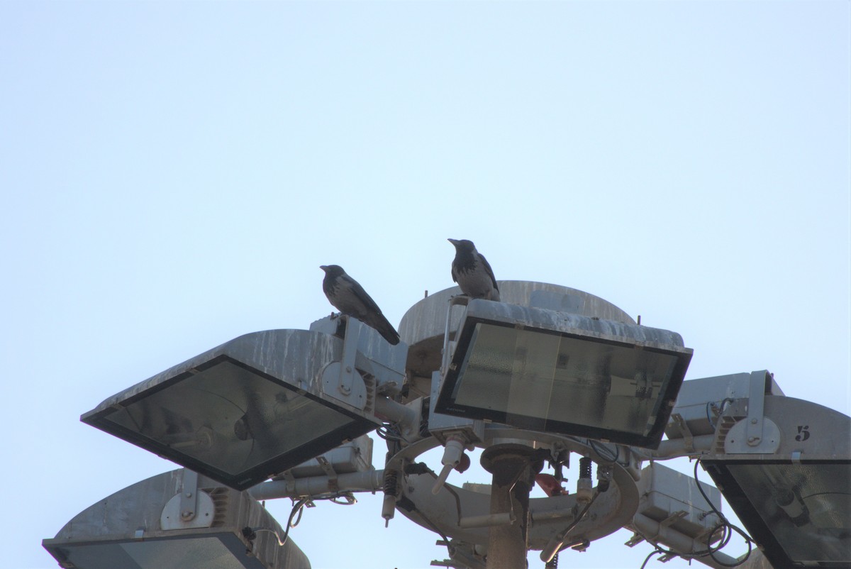 Hooded Crow - Niklas Zander