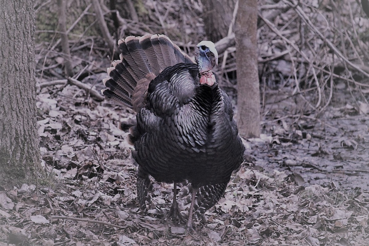 Wild Turkey - ML613713408