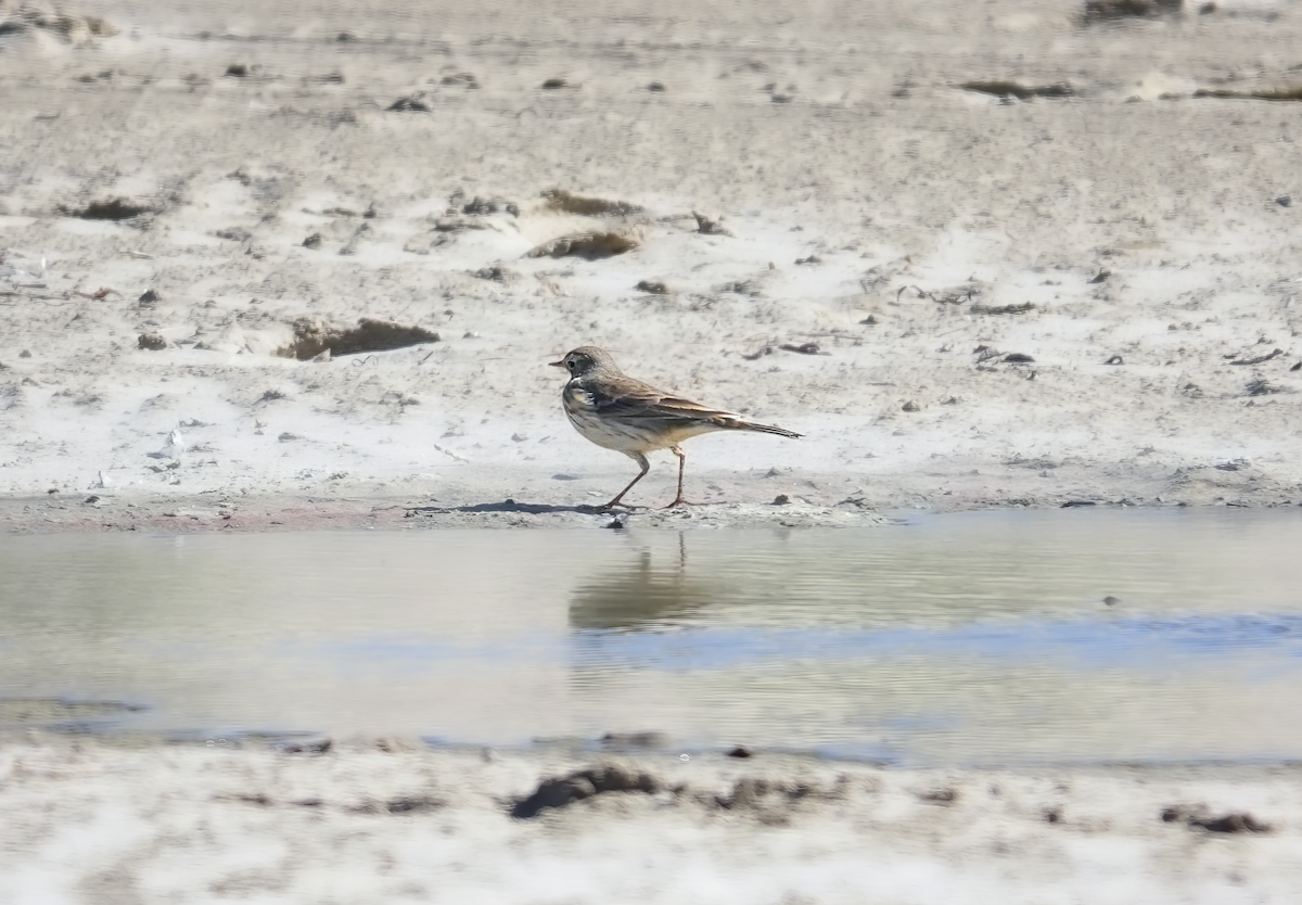 American Pipit - ML613713562