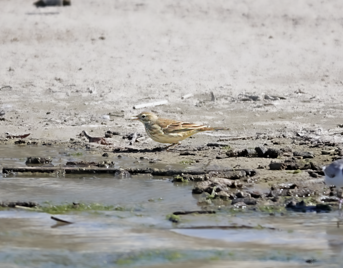 American Pipit - ML613713563