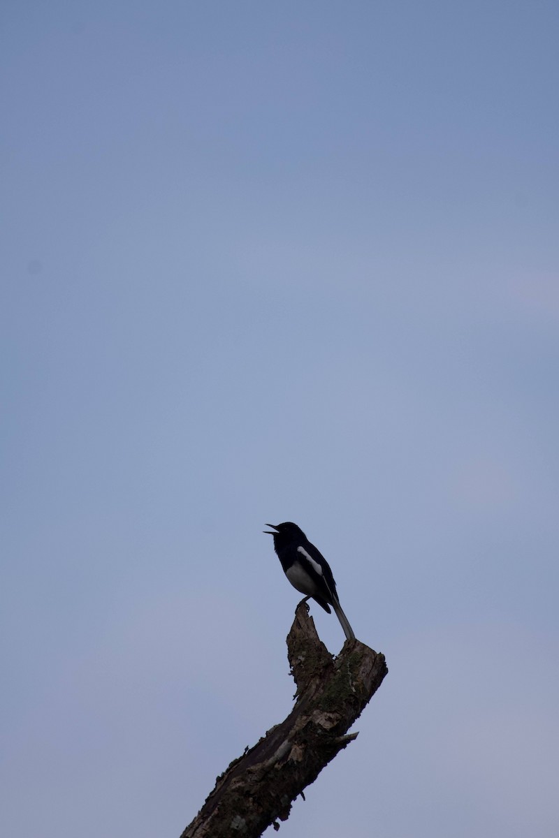 Oriental Magpie-Robin - ML613713709