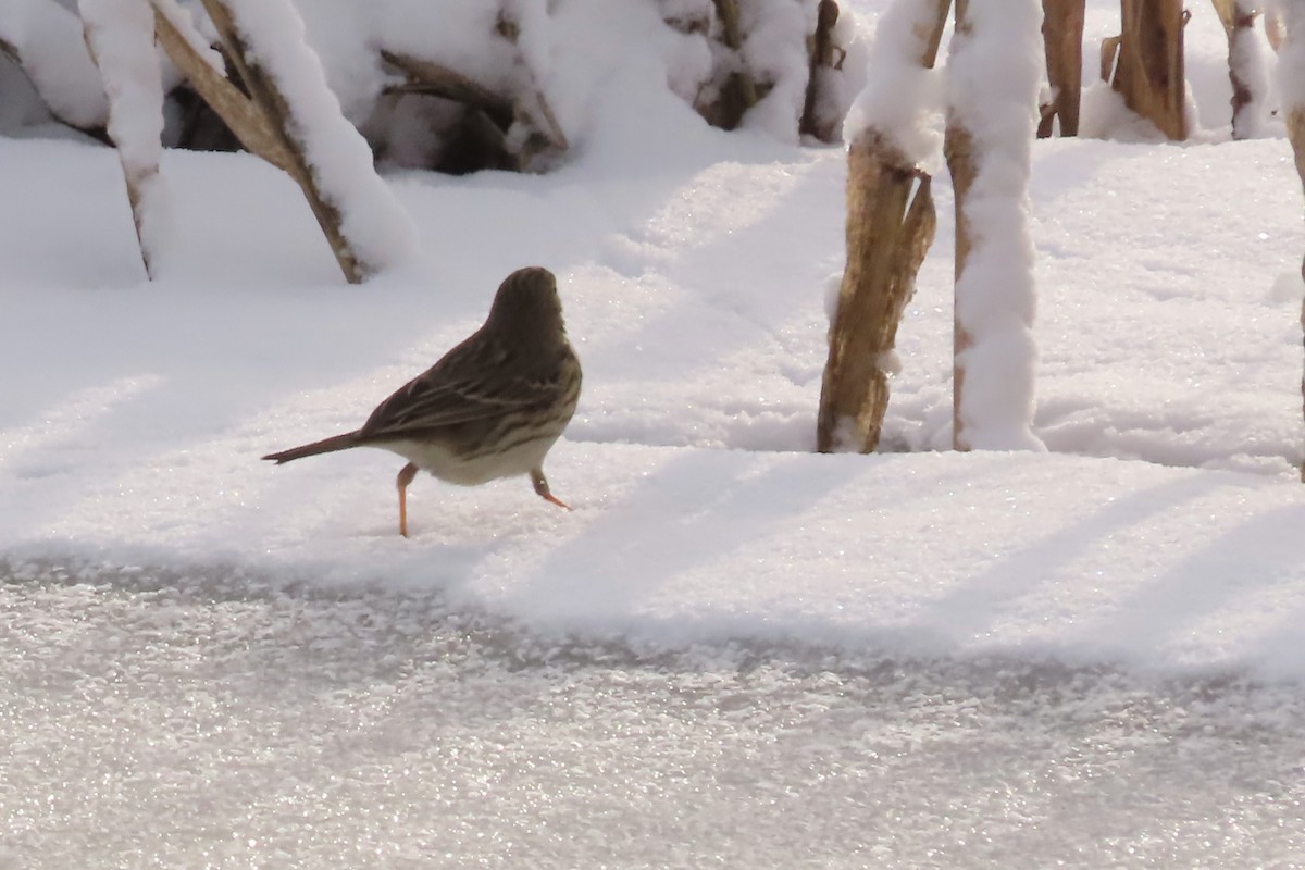 Meadow Pipit - ML613713721