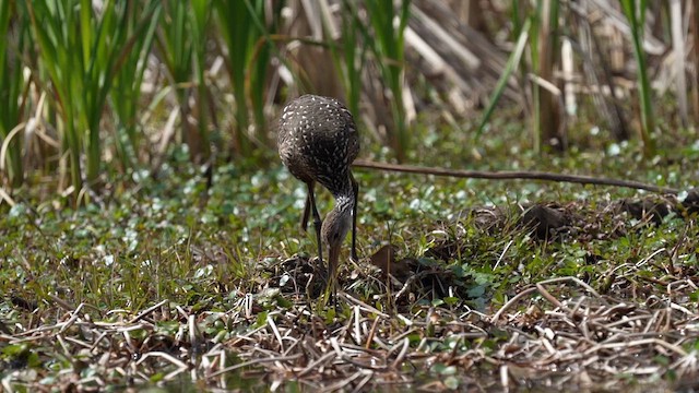 Limpkin - ML613713744