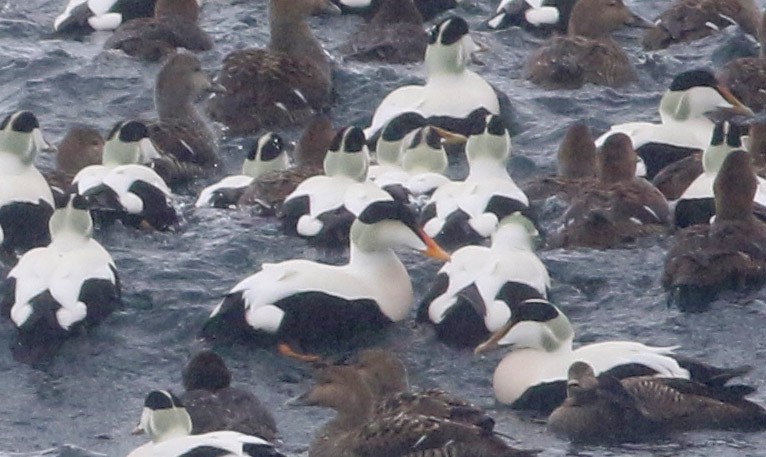 Common Eider (Pacific) - ML613713757