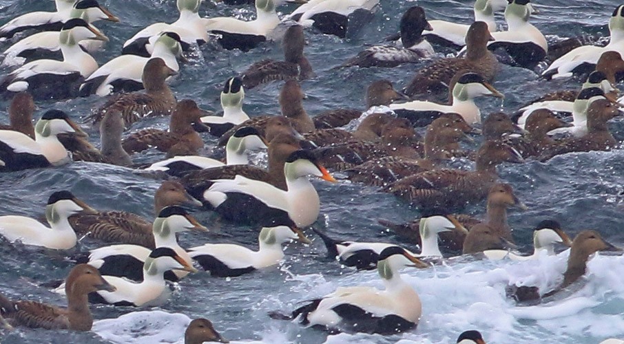 Common Eider (Pacific) - ML613713758