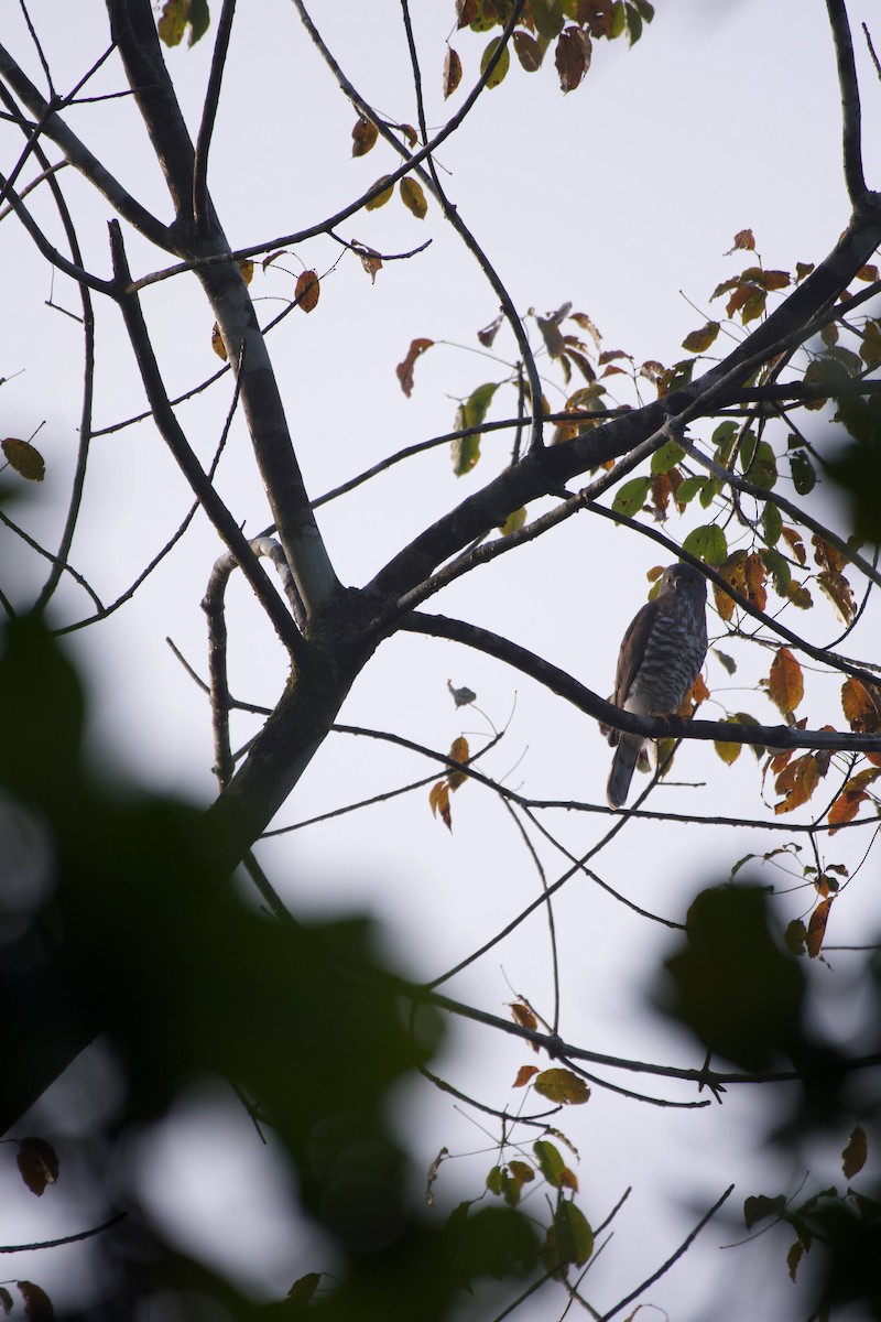 Crested Goshawk - ML613713780