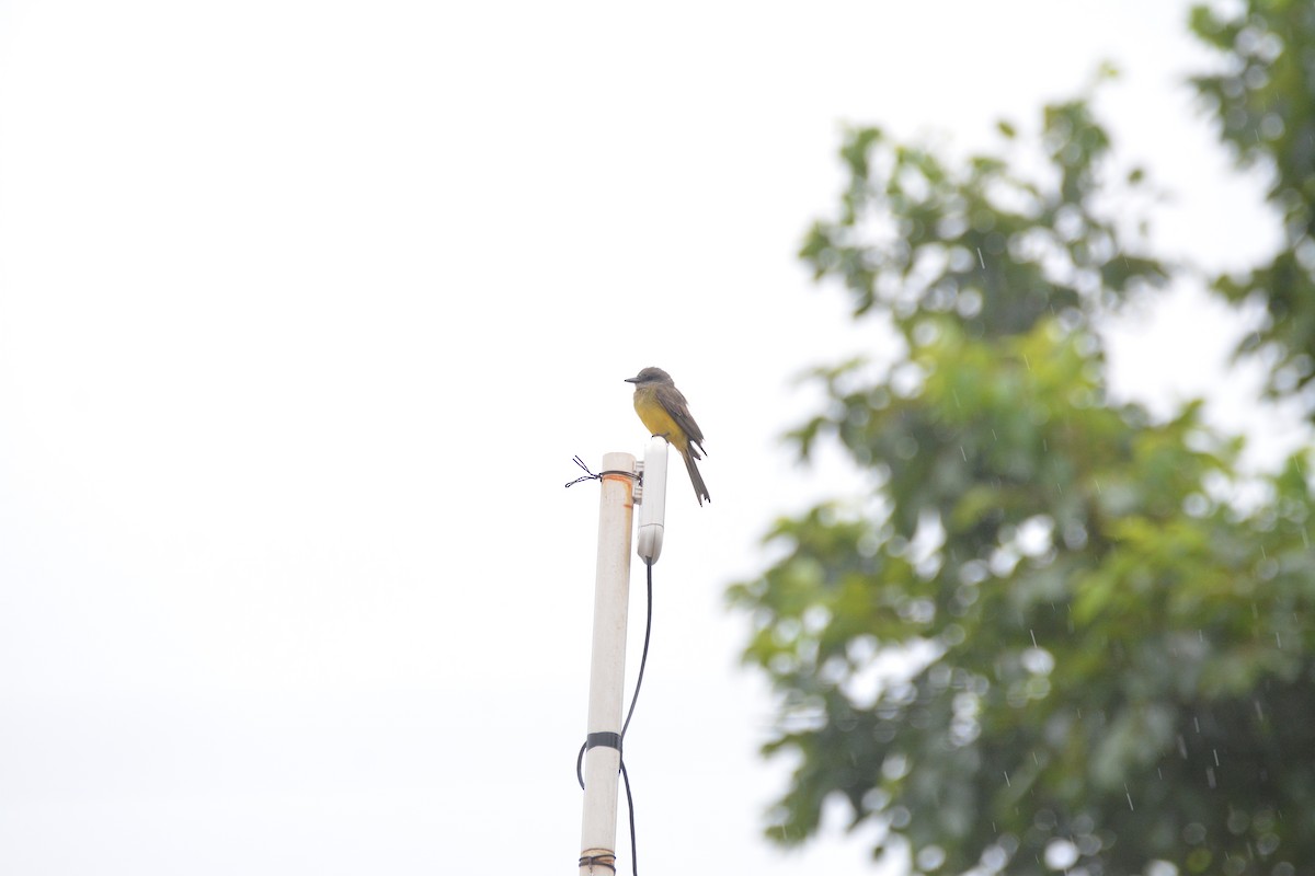 Tropical Kingbird - ML613713791