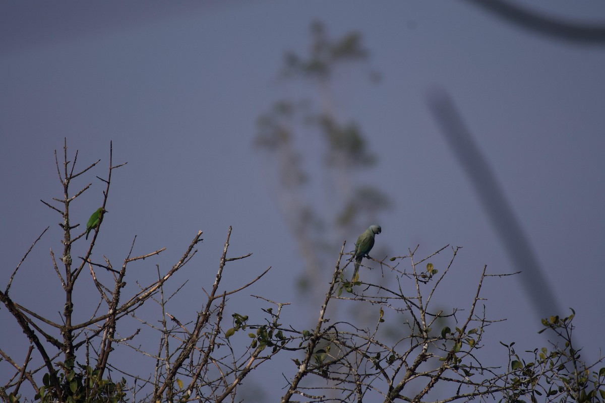 Malabar Yeşil Papağanı - ML613713795