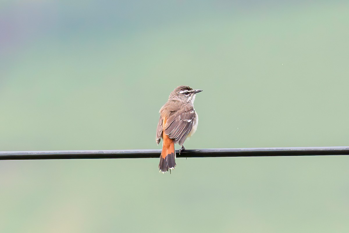 Brown-backed Scrub-Robin - Manuel Fernandez-Bermejo