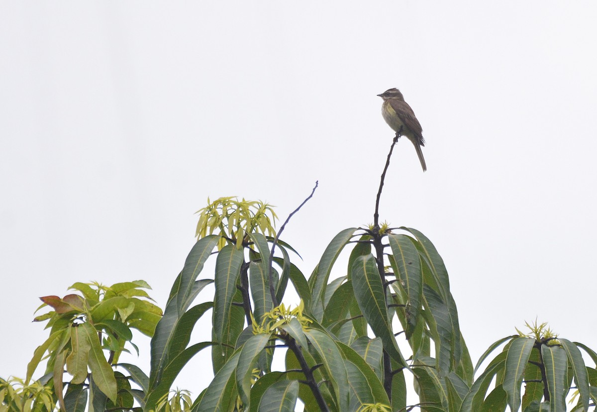 Variegated Flycatcher - ML613713809