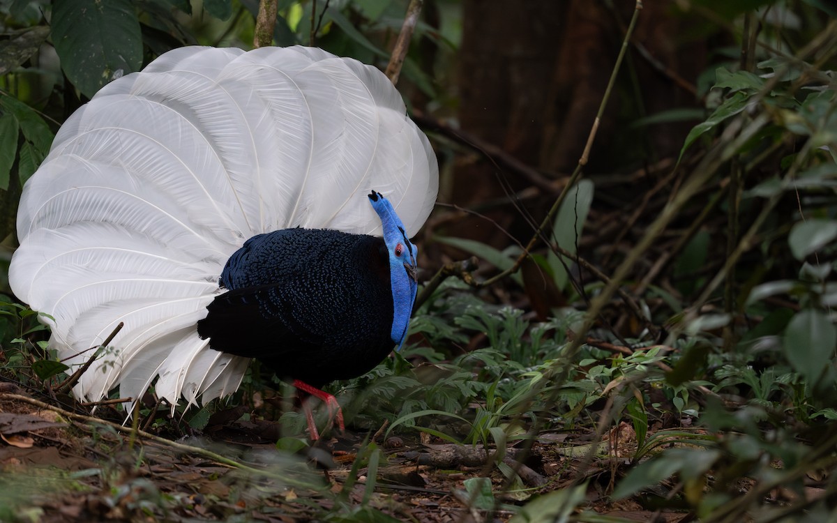 Bulwer's Pheasant - ML613713817