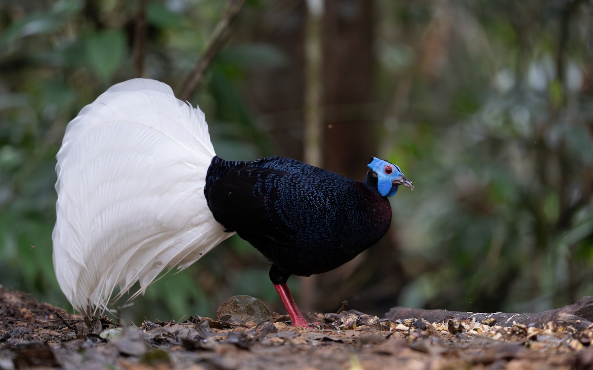 Bulwer's Pheasant - Rahman Mandu