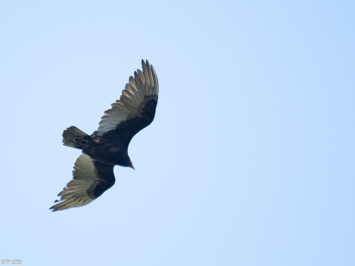 Turkey Vulture - ML613713851