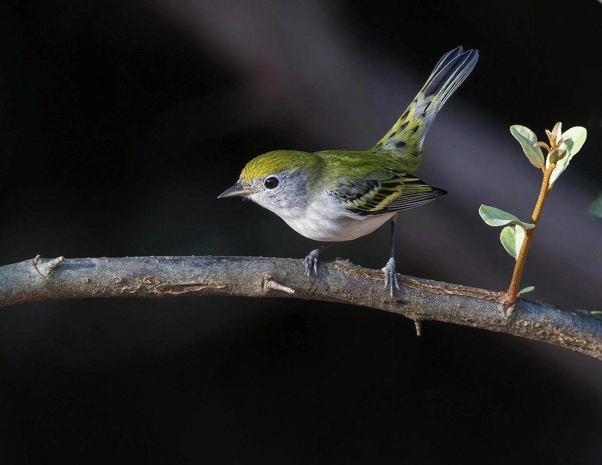 Chestnut-sided Warbler - Brian Smith