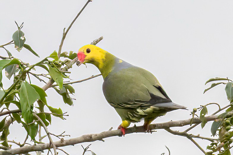 African Green-Pigeon - ML613713877