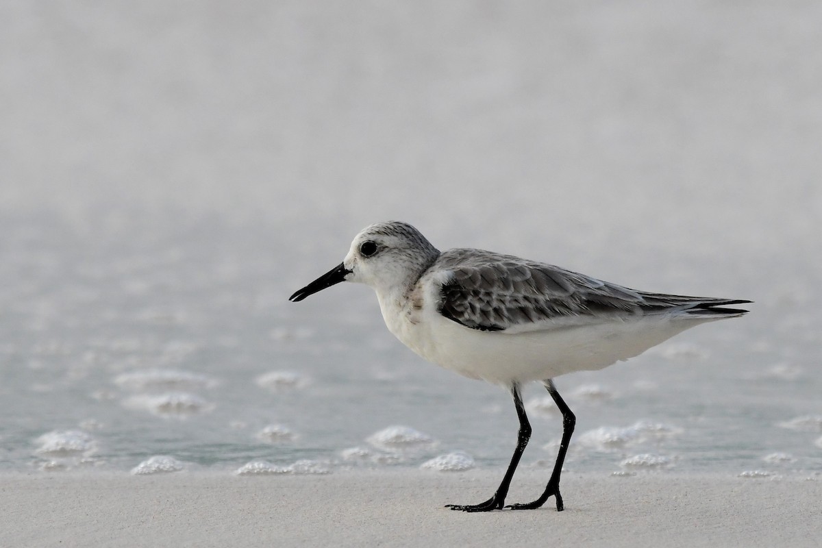 Bécasseau sanderling - ML613713904