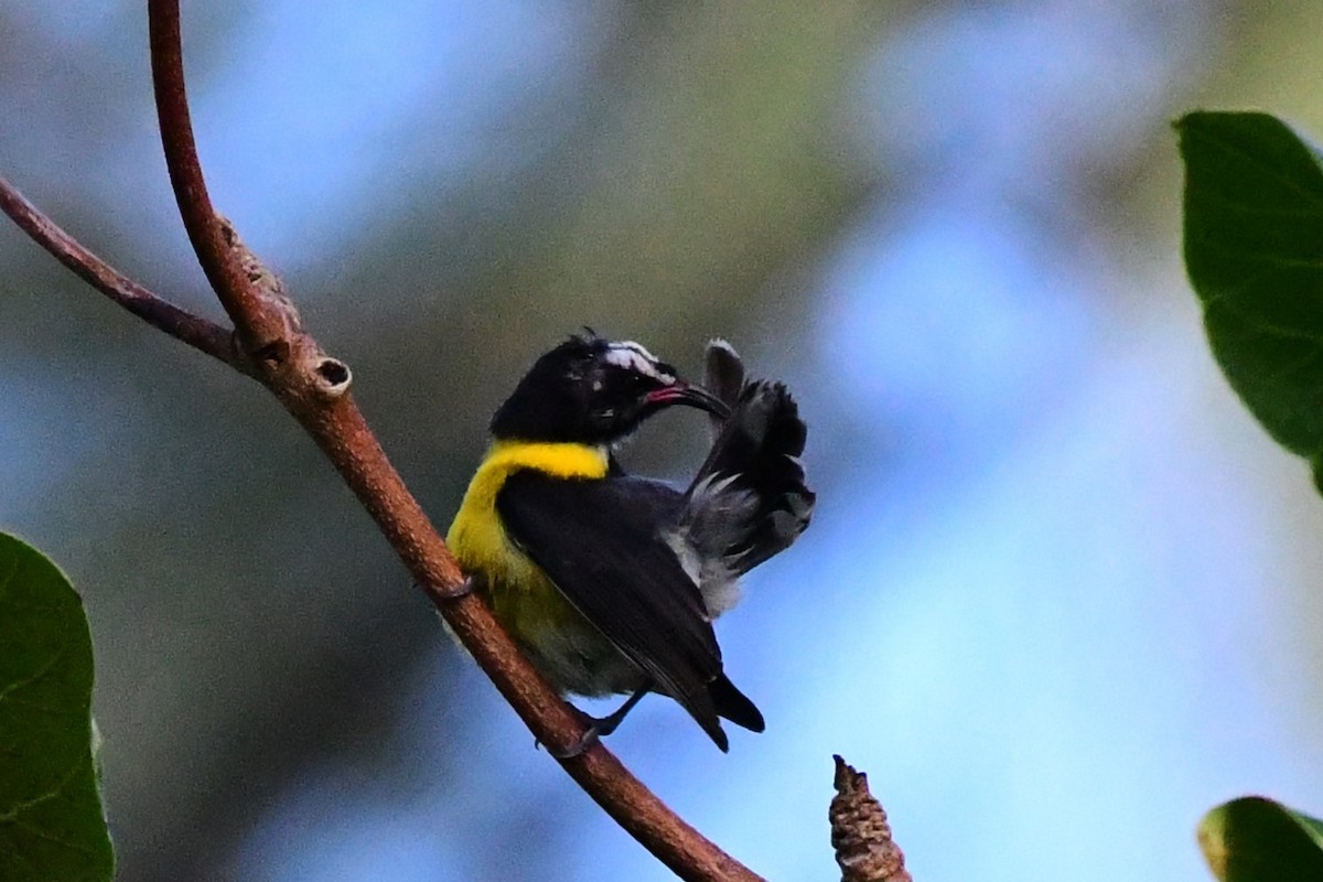 Bananaquit - ML613713915