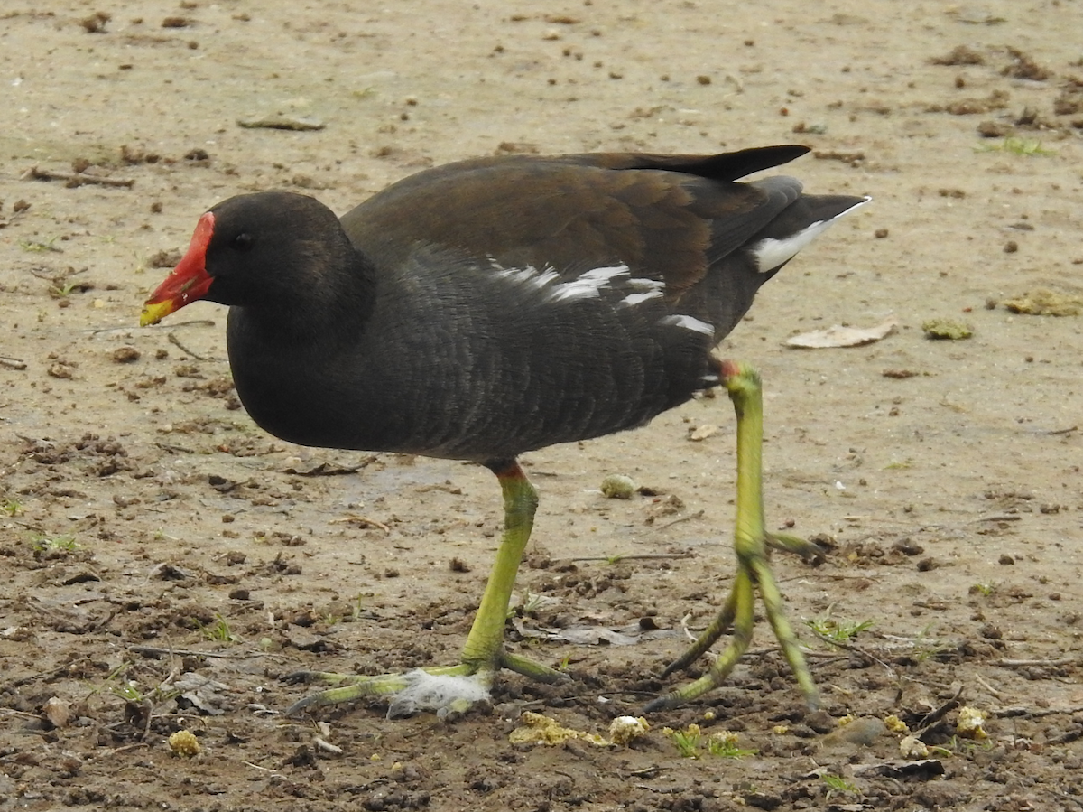 Gallineta Común - ML613713932
