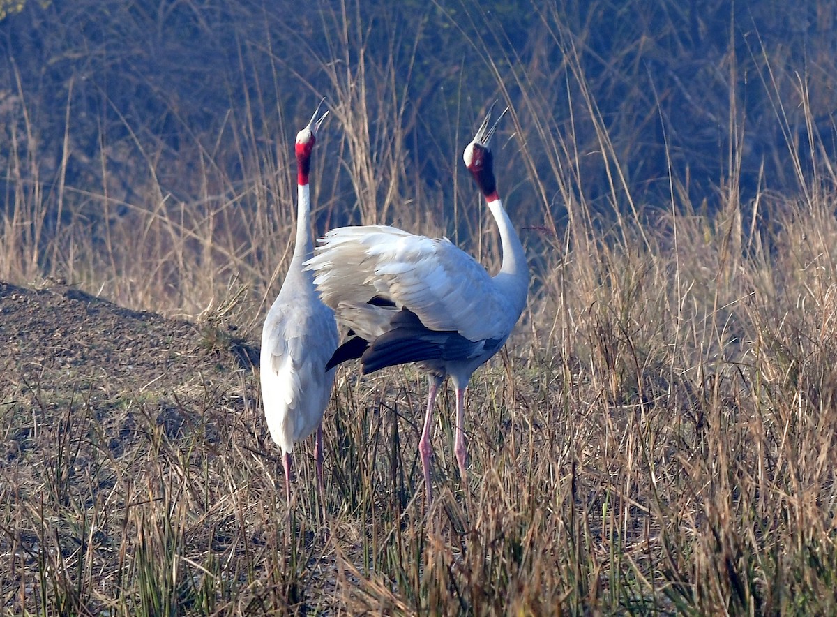 Sarus Crane - Ajoy Kumar Dawn