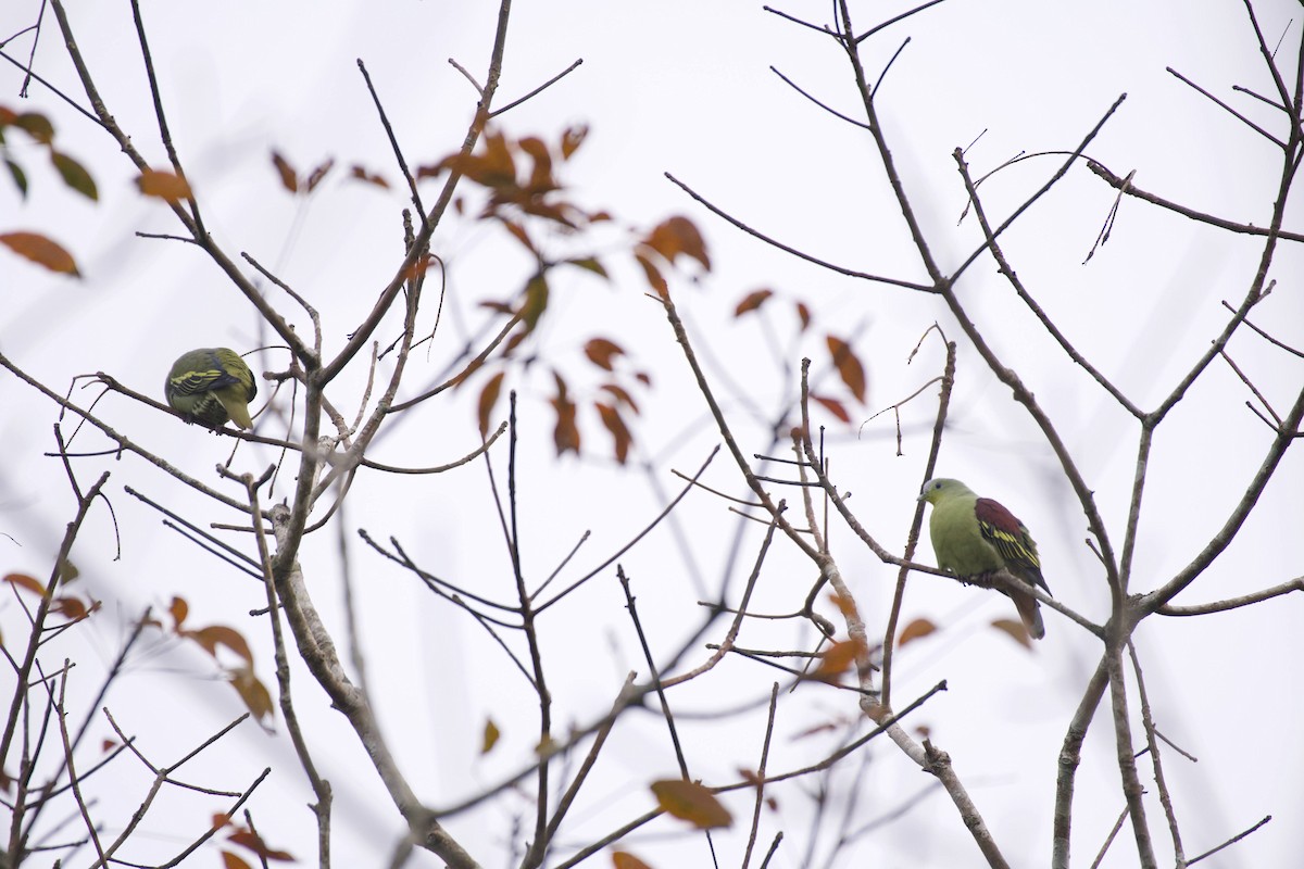 Gray-fronted Green-Pigeon - ML613714020