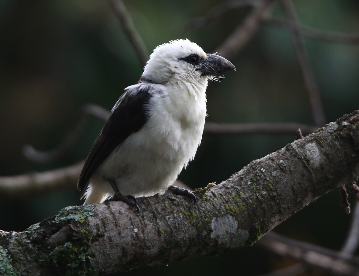 White-headed Barbet - ML613714055