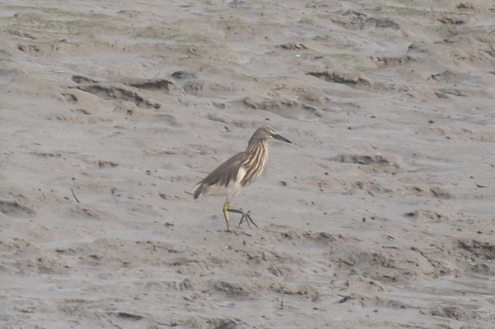 Indian Pond-Heron - ML613714066