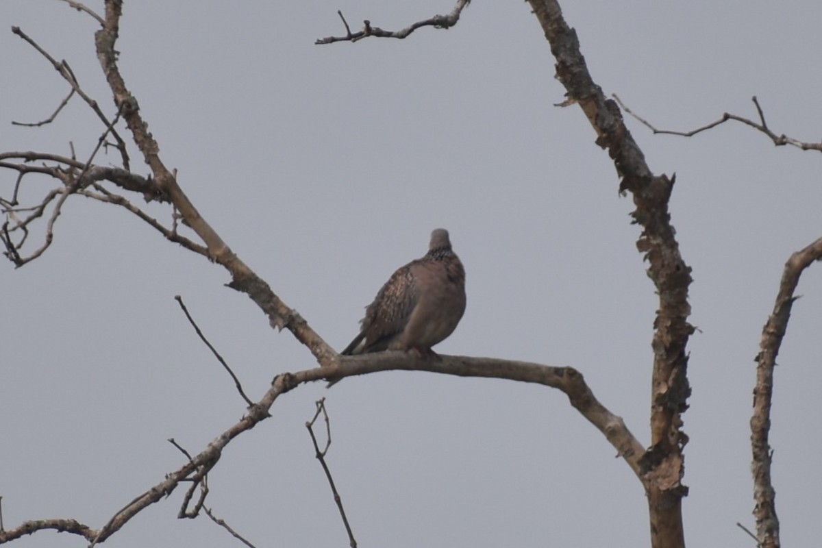 Spotted Dove - ML613714070