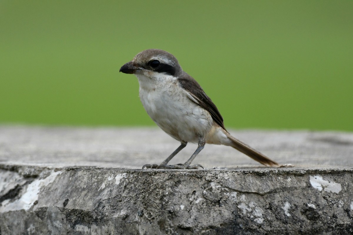 Alcaudón Pardo (lucionensis) - ML613714136