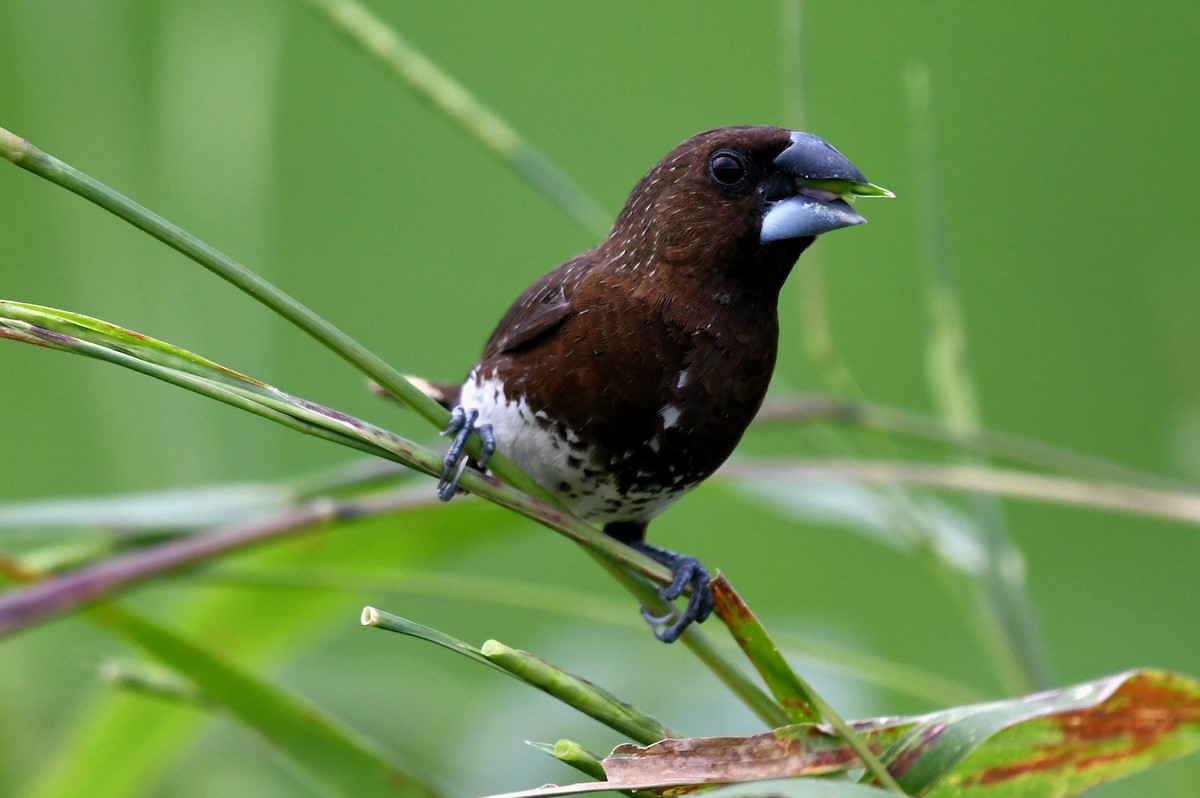 White-bellied Munia - ML613714151