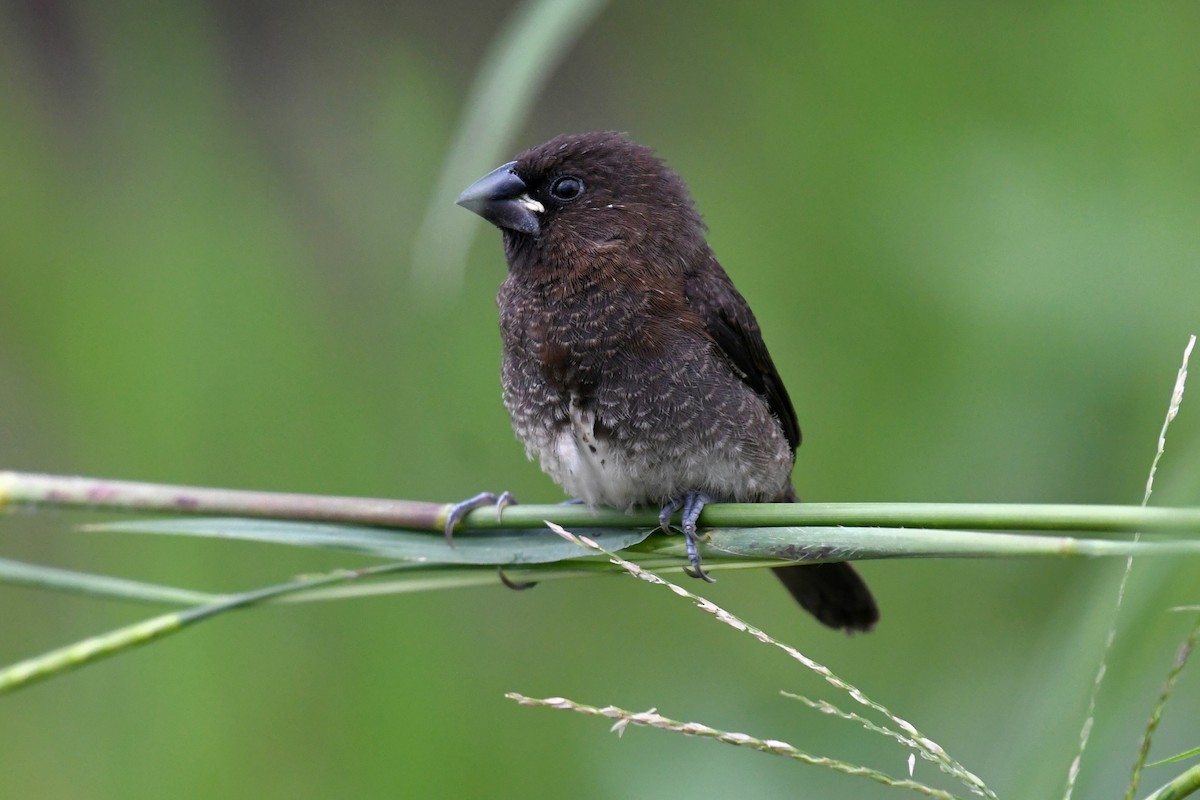 White-bellied Munia - ML613714152