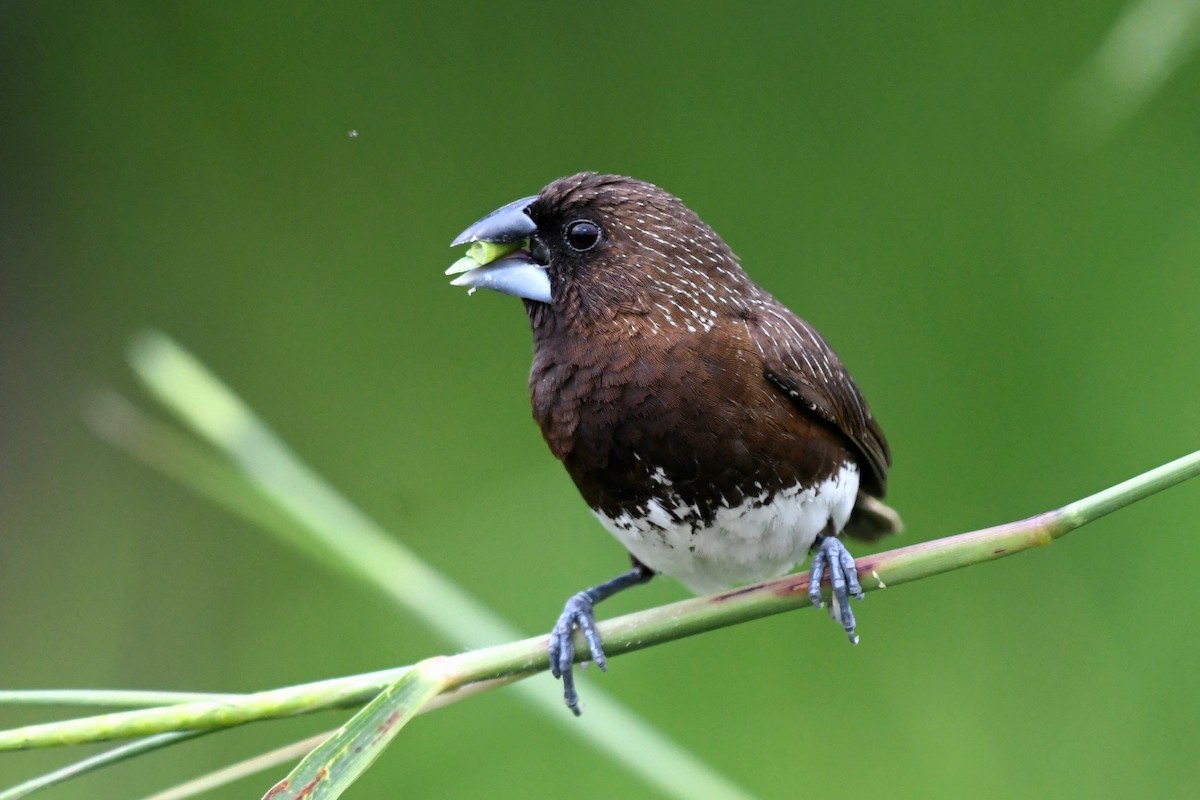 White-bellied Munia - Ian Gardner